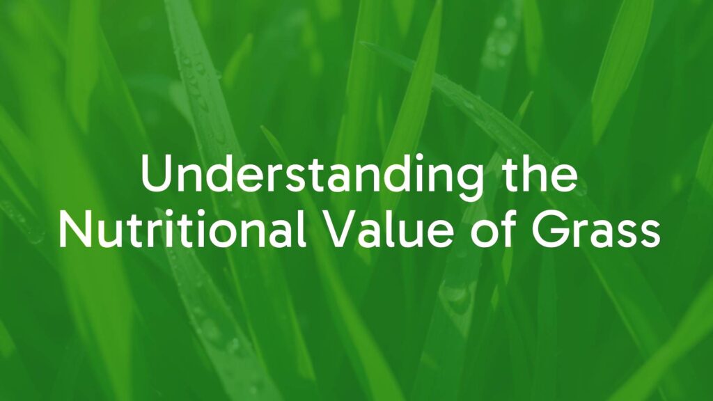 Understanding the Nutritional Value of Grass